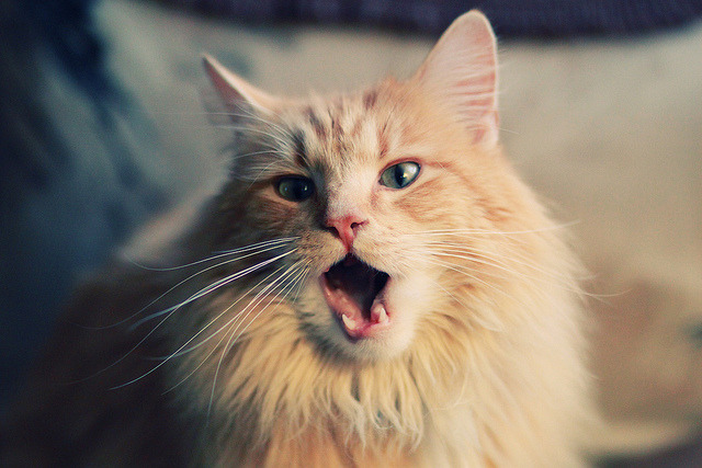 AYX SPORTS-传统文化运动体验营，感受中华瑰宝的魅力，传统文化体验活动有哪些