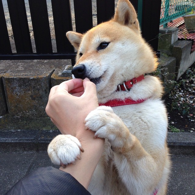 爱游戏下载-全国跳绳锦标赛，儿童与青少年的运动热潮，全国跳绳大赛视频