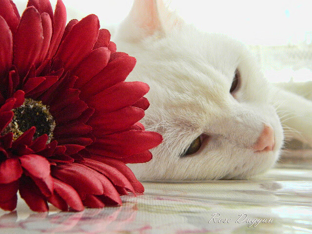 爱游戏中国官方网站平台-王者荣耀 KPL联赛精彩对决不断，kpl王者荣耀职业联赛怎么买票