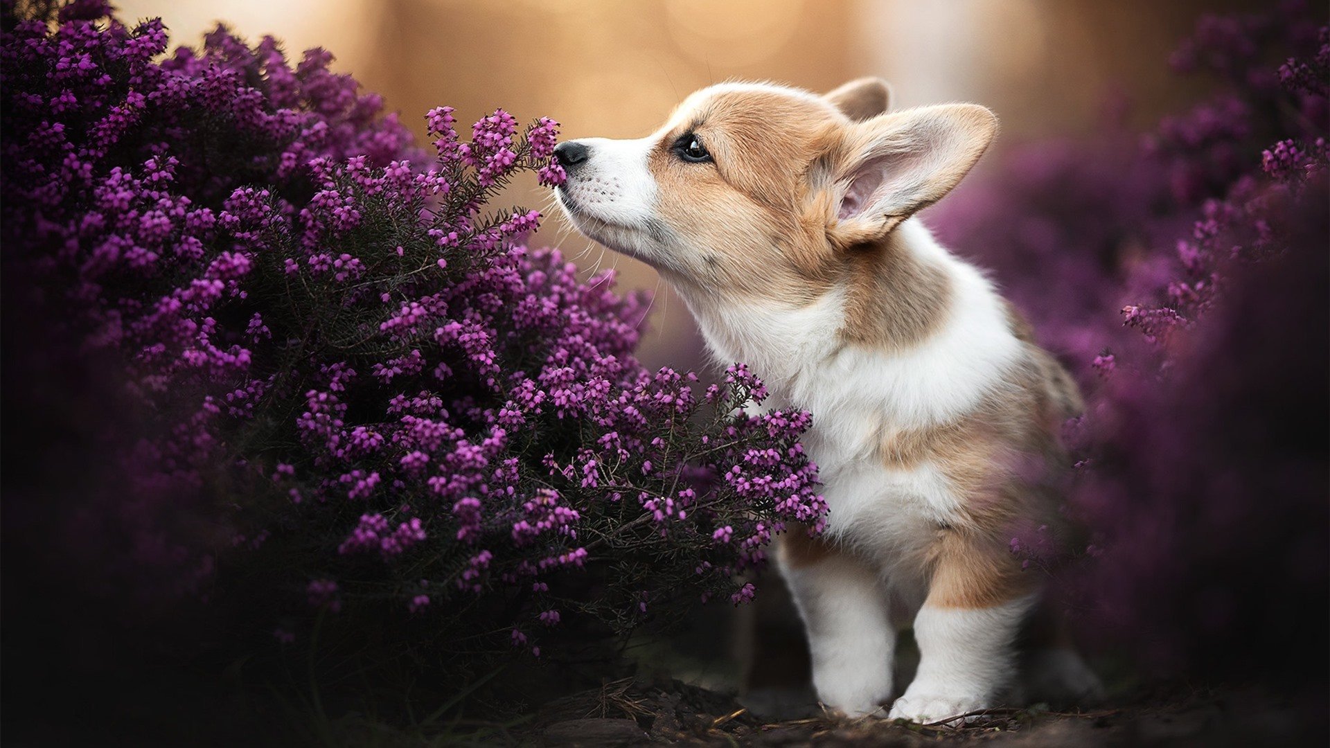 AYX体育-王者荣耀 新战术体系逐渐形成，王者荣耀所有战术体系