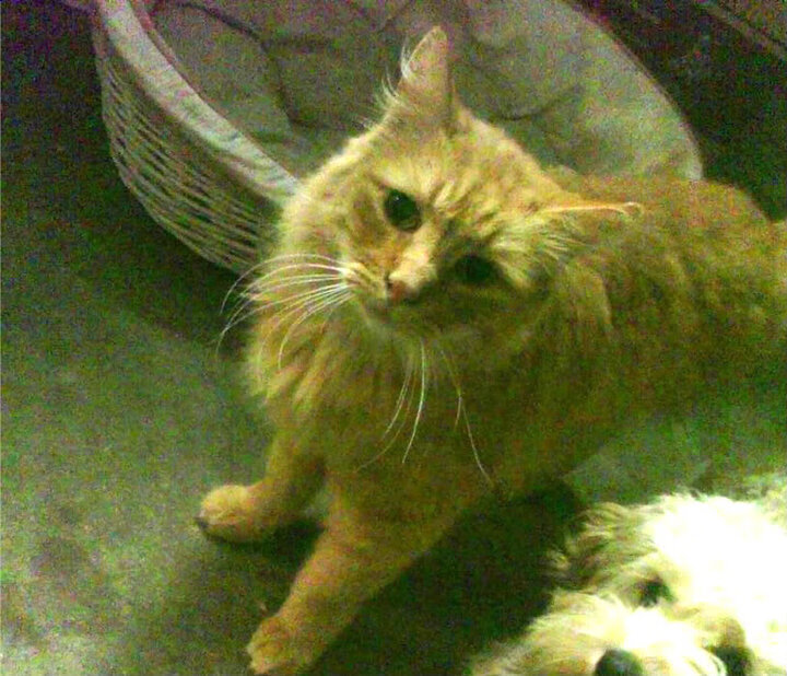 爱游戏综合娱乐-詹姆斯多场“30+”爆发，季后赛状态火热无比！，詹姆斯晒季后赛承诺