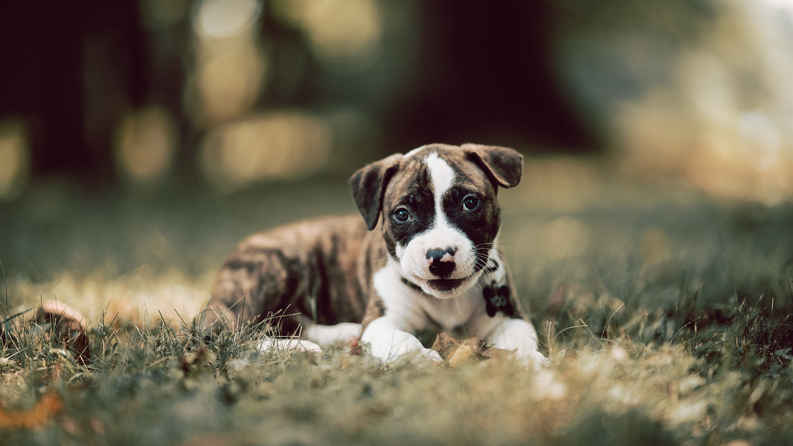 爱游戏-佛罗伦萨战胜切沃，联赛积分攀升一波三折排名提升，佛罗伦萨队