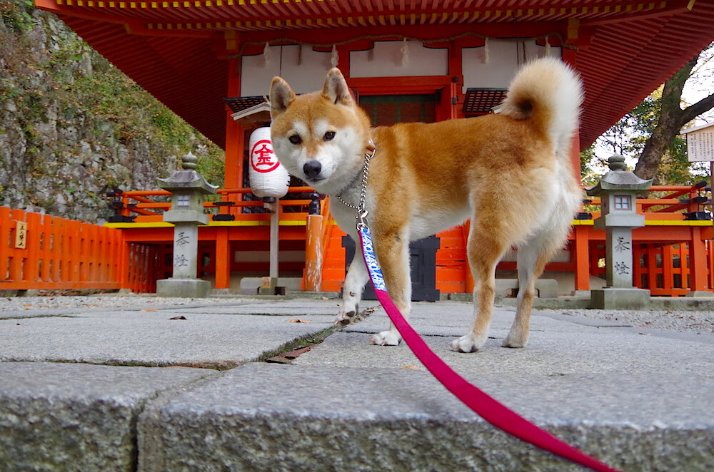 爱游戏下载-墨尔本联客场表现不俗，墨尔本城足球俱乐部赛程