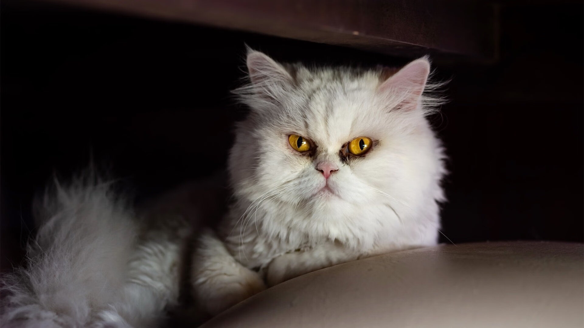 爱游戏娱乐网址-拉齐奥大胜乌迪内斯，主场连胜战绩亮眼一扫不利，2020拉齐奥