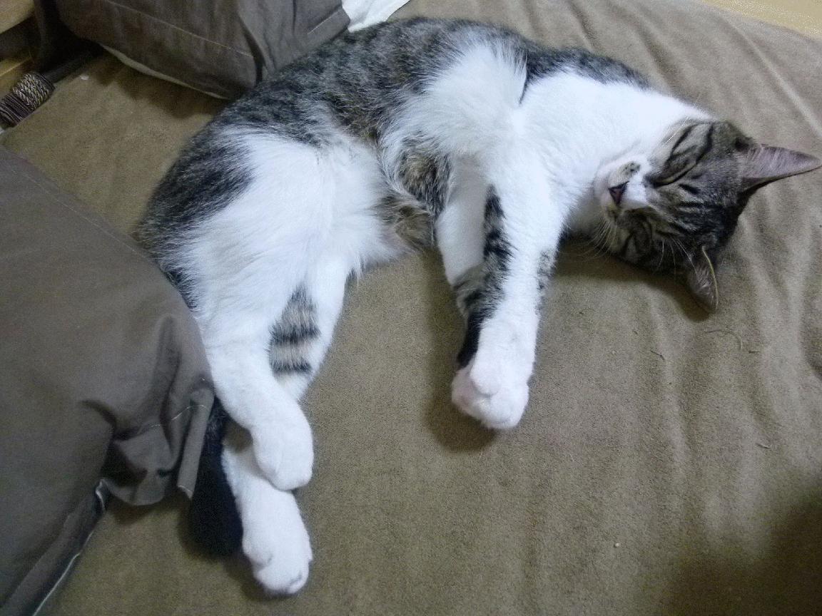 爱游戏体育平台-RNG主场观众热情高涨，rng 主场