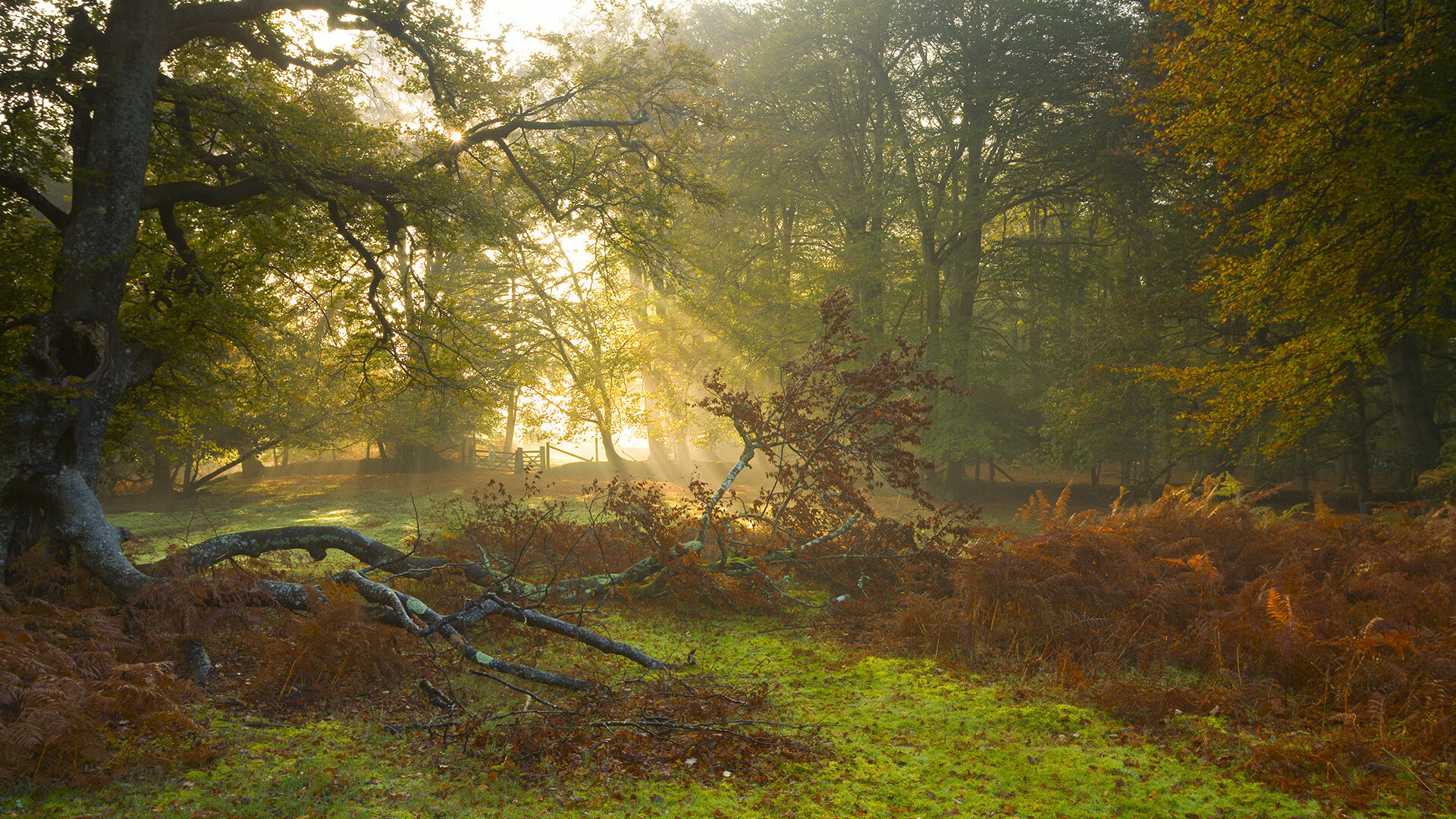 AYX GAMING-国民队主场战胜对手,国民队对里斯本竞技