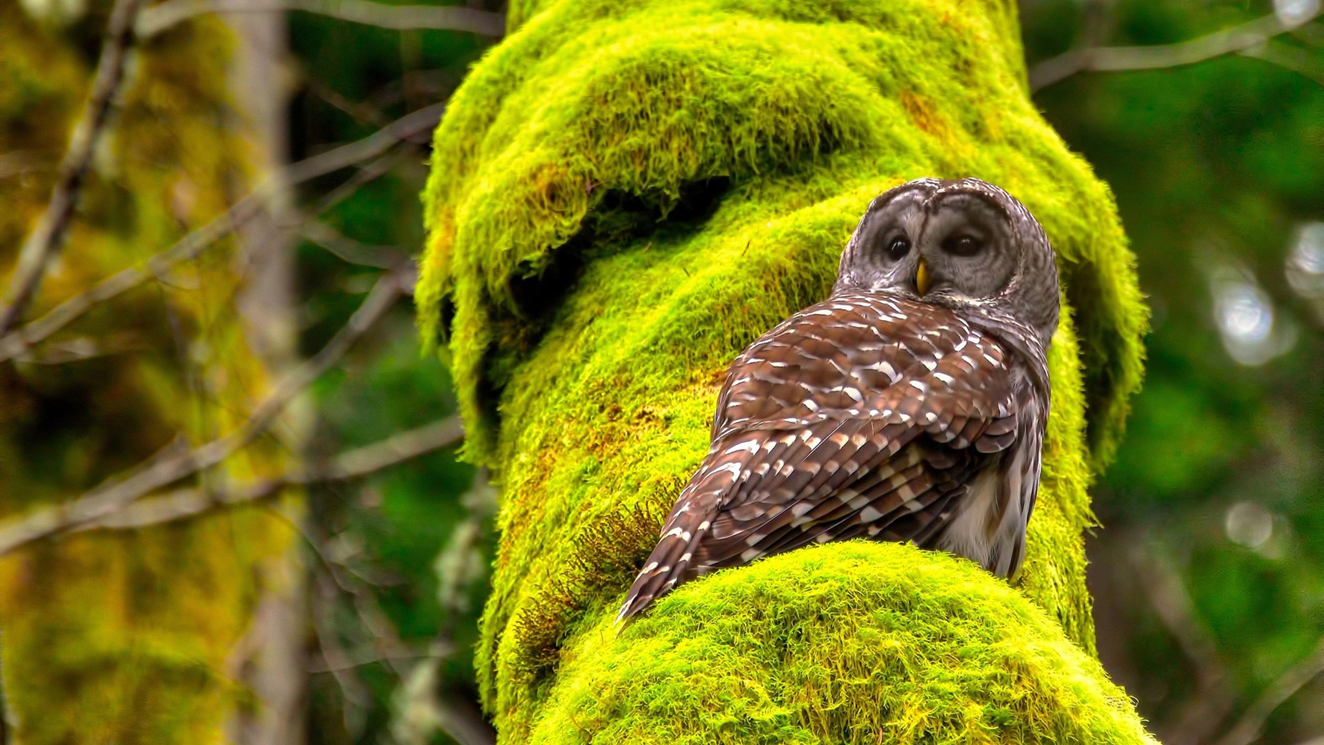 爱游戏官网-法甲球队视频分析提升防守协作与站位优化实践，法甲 球队