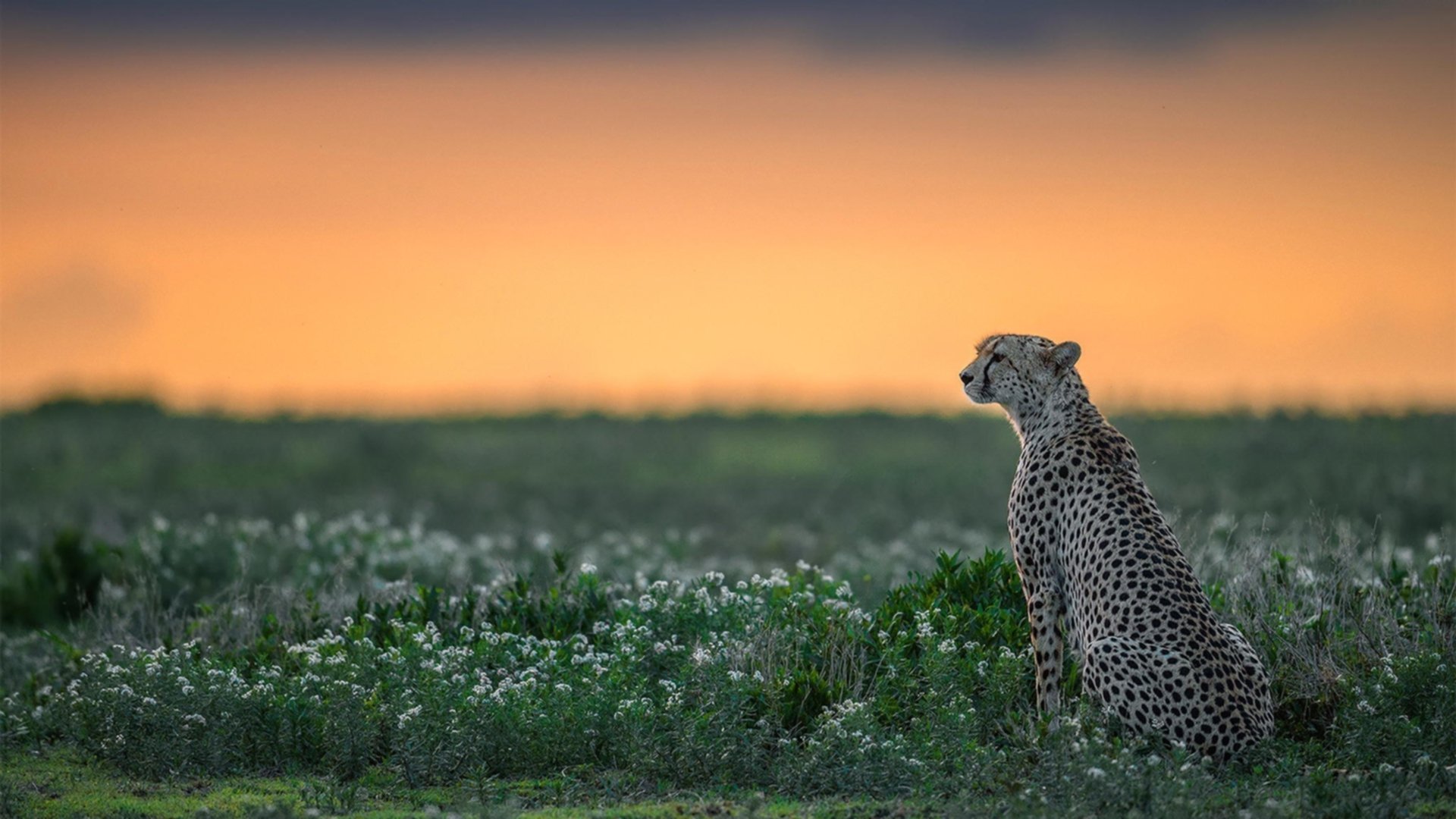 爱游戏综合娱乐-加拿大队未来目标:如何在世界级赛事中冲击奖牌,加拿大参赛选手