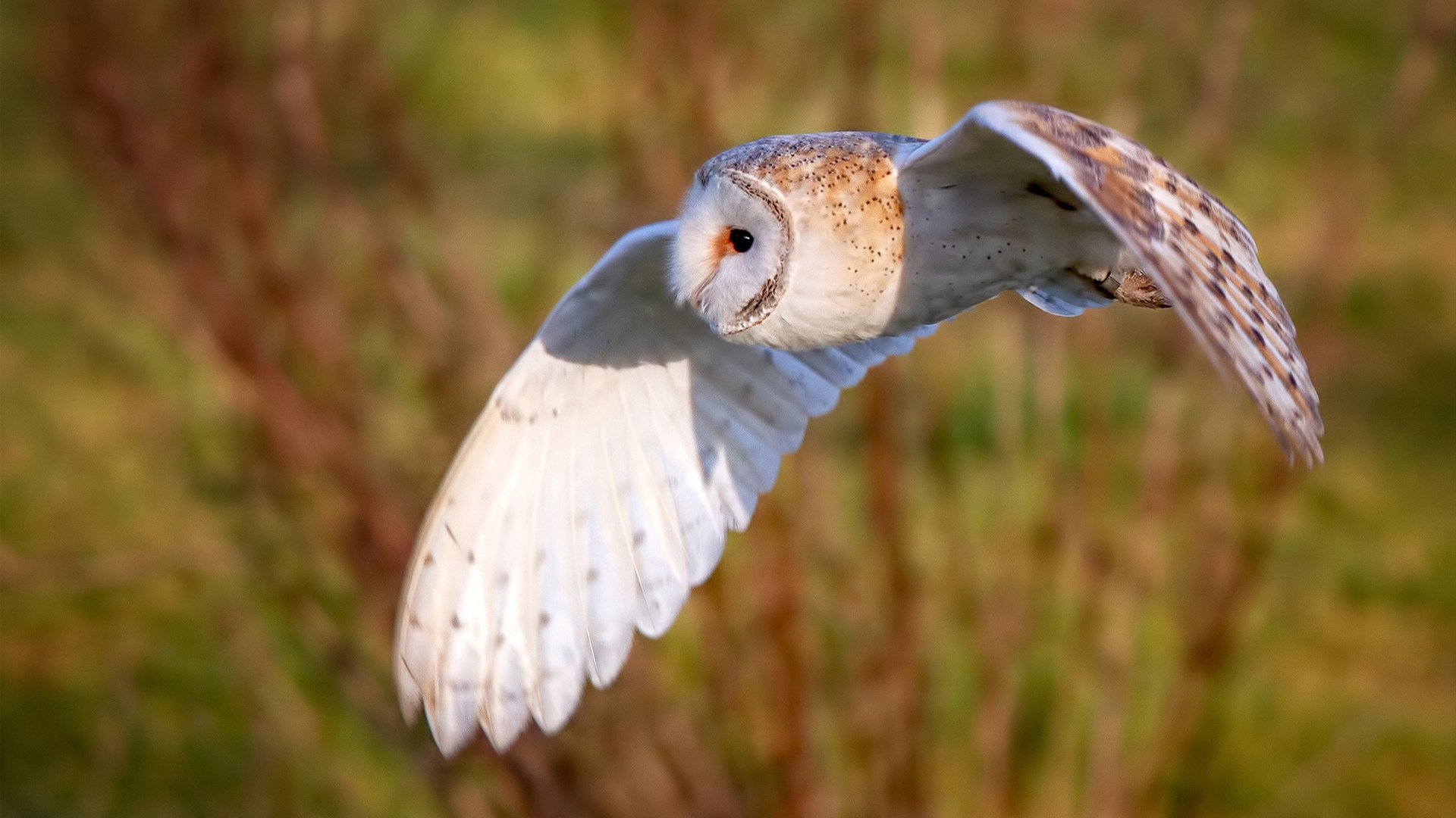 爱游戏官方-国家队战术核心频繁更替影响风格形成,国家队战斗姿势